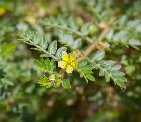 Jak poznáte kvalitní kotvičník a jak dlouho ho užívat? kotvičník